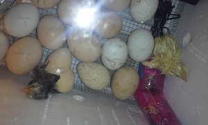 chickies